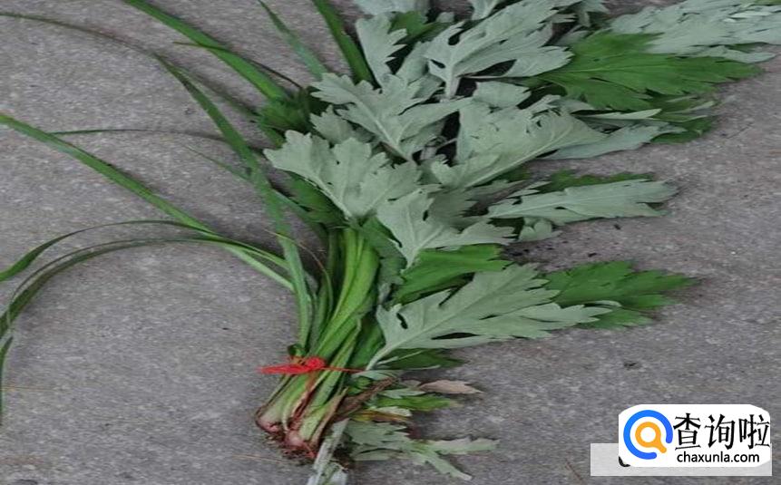 刚割的艾草怎么保存