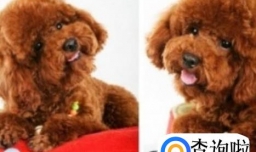 泰迪犬爱叫吗？泰迪犬老是叫怎么办？