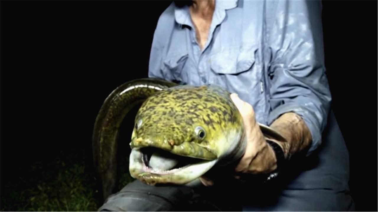 世界上最大的黄鳝