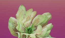 网易考拉如何联系在线客服