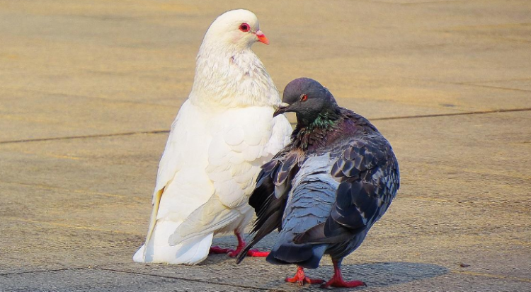 鸽子象征什么？