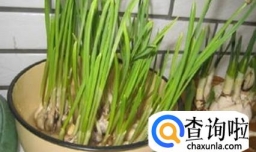 水仙和大蒜有何区别