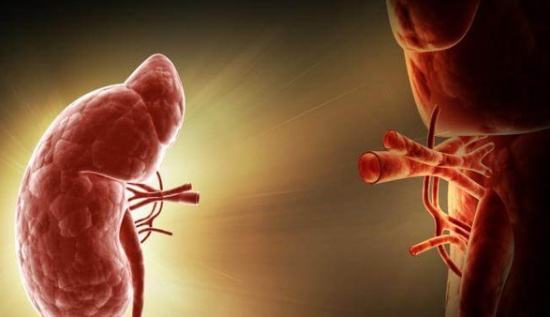 器官移植为什么都用猪的