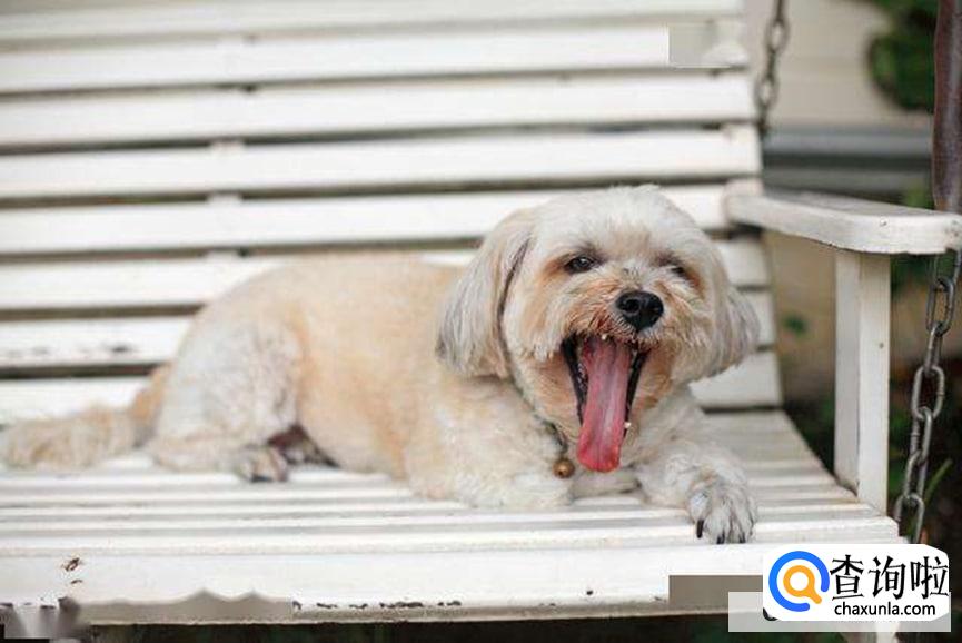 小狗夏天为什么伸舌头