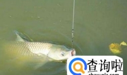 秋天钓草鱼的方法