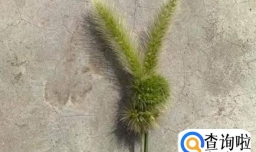 狗尾巴草编兔子