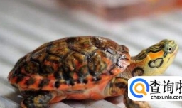 乌龟腐皮病能自愈吗,如何预防乌龟腐皮病