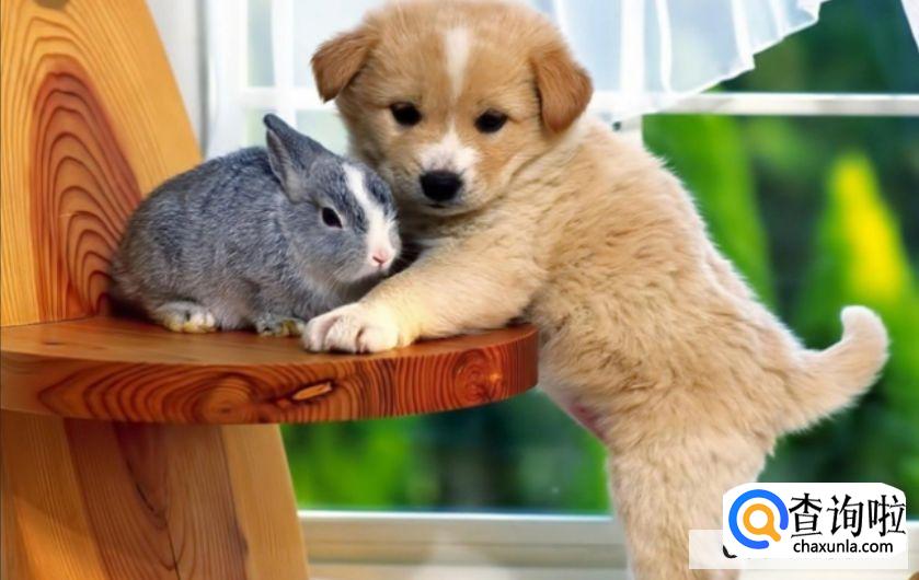 养宠物狗要注意什么