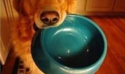 新买的狗粮狗狗不吃怎么办换了新狗粮不吃怎么办