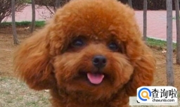 泰迪狗被鞭炮吓到怎么办