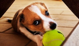 狗狗叫什么名字可爱洋气