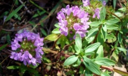 百里香和迷迭香的区别