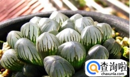 玉露如何养殖长得好