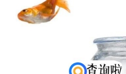 鱼缸养鱼，鱼老是跳出鱼缸怎么办