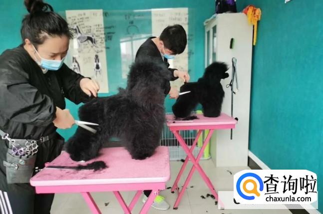 宠物美容师怎么做