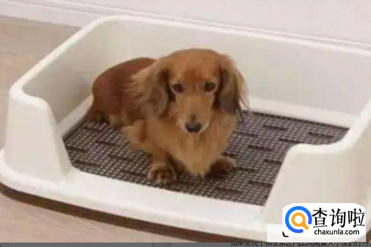 小狗怎么训练不在屋里大小便