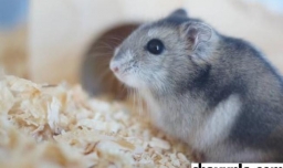 仓鼠过夏天的方式