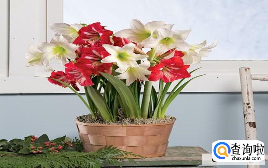 朱顶红怎么养种球才会越大越好