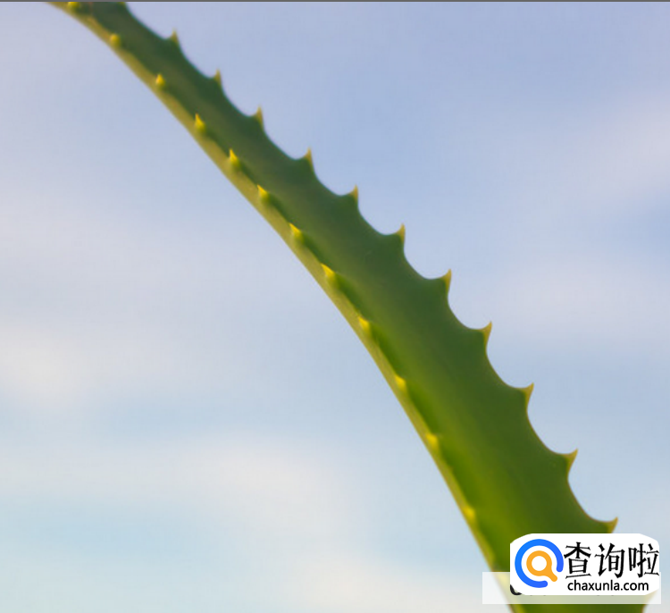 芦荟干瘪卷叶怎么办