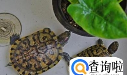 巴西龟的饲养方法