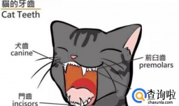 怎么通过牙齿判断猫咪的年龄