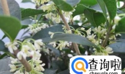 四季桂花的养殖方法和注意事项