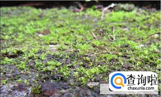 如何清除绿苔