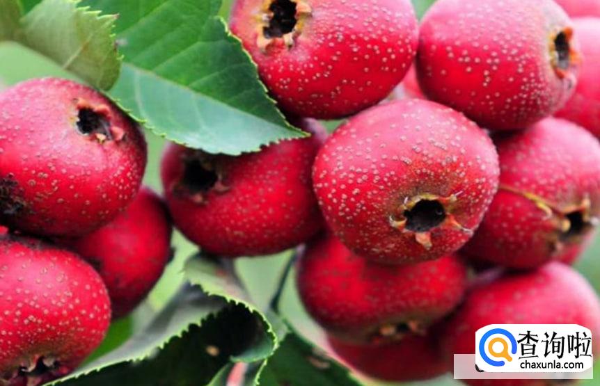 哪些水果有开胃的效果