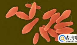 什么是肉毒杆菌 肉毒杆菌的作用