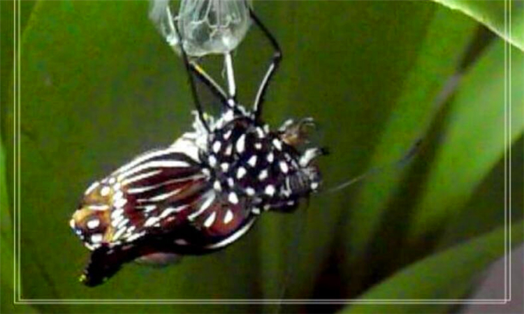 羽化是什么意思