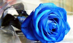 十二星座代表什么花呢？