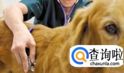 狗狗生病不吃东西怎么办？