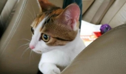 怎样正确溜猫咪