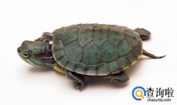 宠物龟购买的种类？