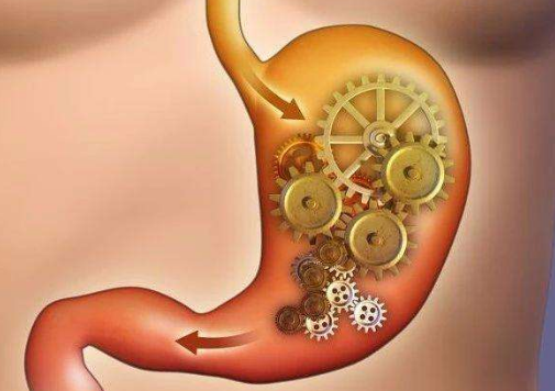 五脏六腑指的是什么