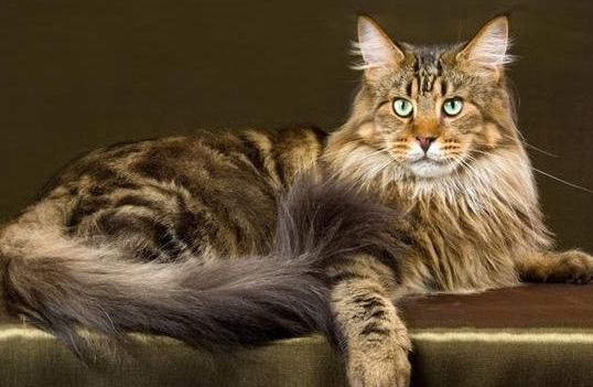 世界上最大的猫