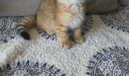 金渐层怎么挑选