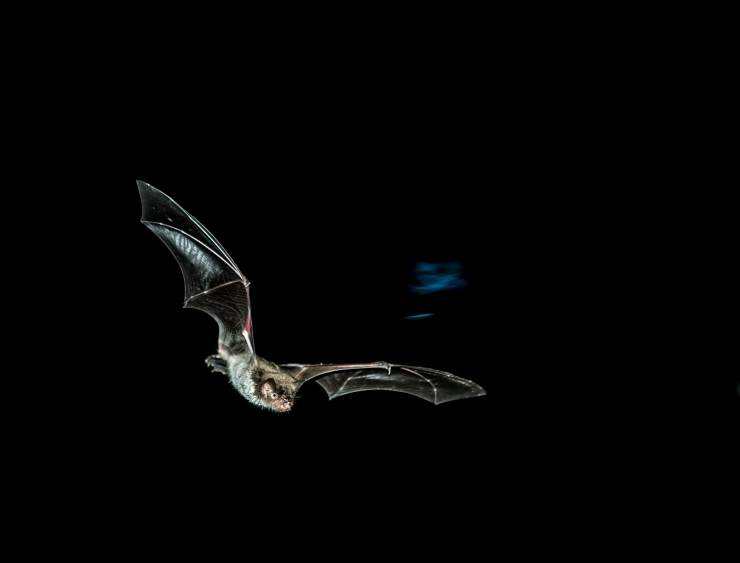 为什么那么多人吃蝙蝠