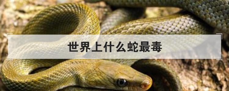 世界上什么蛇最毒