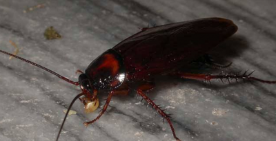 厨房有蟑螂怎么办