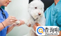 狗狗打疫苗应该怎么打