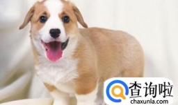 狗养太久会做怪？