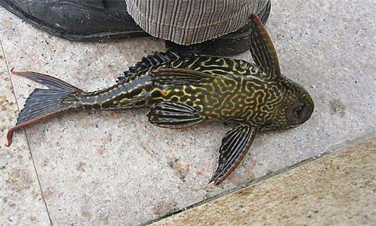 清道夫鱼能吃吗