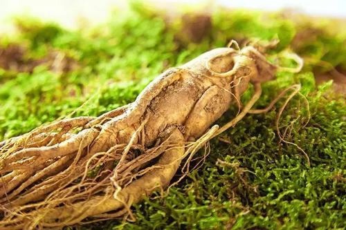 东北三宝分别是什么