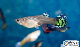 孔雀鱼鱼苗饲养方法
