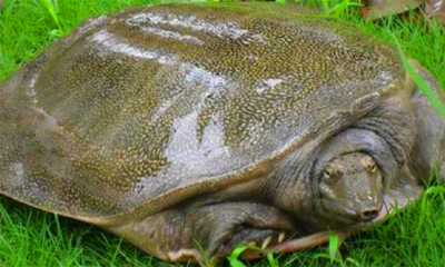 吃甲鱼的功效与禁忌