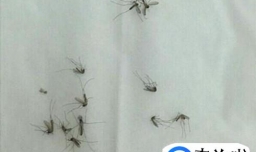 壁虎吃哪些食物