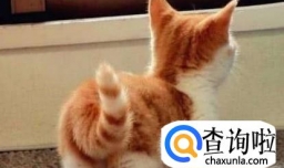 猫的尾巴代表着什么意思