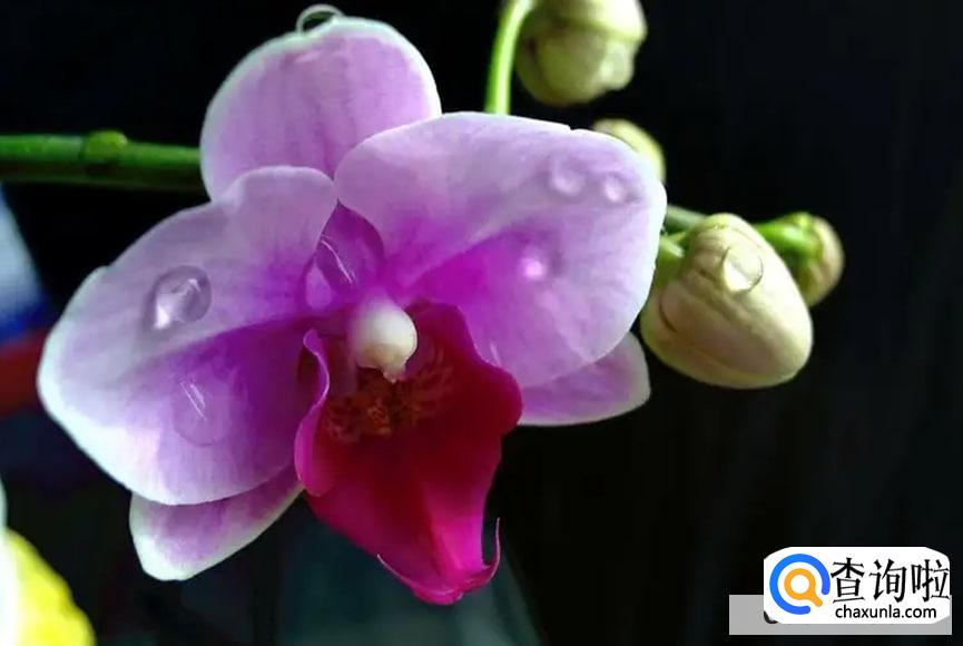 蝴蝶兰开花以后如何剪枝