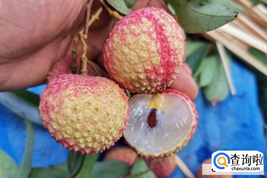 如何选取细核荔枝